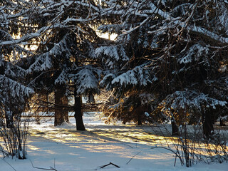 Snowy spruce branches on frosty day, winter nature with Christmas spirit.