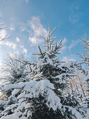 Winter evergreen branches with fresh snow, frosty Christmas season outdoors.