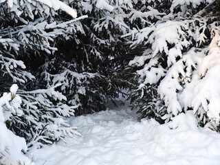 Spruce trees in snow, beautiful winter branches with fresh snow texture.