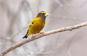 Obraz premium Male evening grosbeak