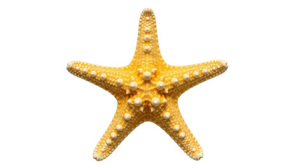 Yellow starfish isolated PNG, sea star with bumpy texture on transparent background Marine life, ocean creature for summer vacation and coastal designs