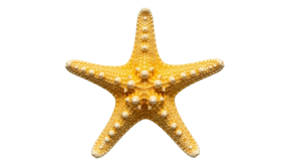 Yellow starfish isolated PNG, sea star with bumpy texture on transparent background Marine life, ocean creature for summer vacation and coastal designs