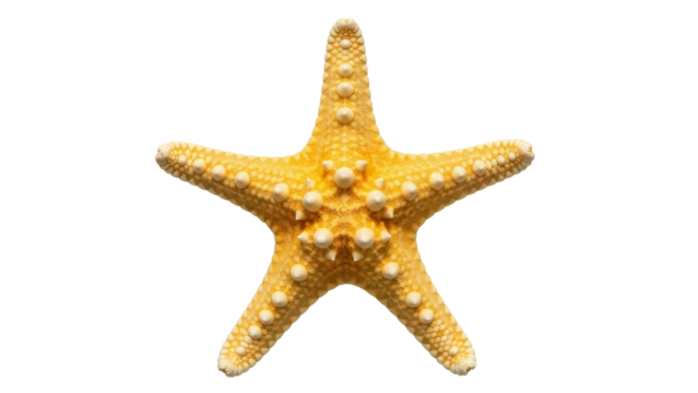 Yellow starfish isolated PNG, sea star with bumpy texture on transparent background Marine life, ocean creature for summer vacation and coastal designs - Powered by Adobe