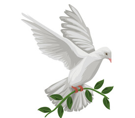 white dove on a branch