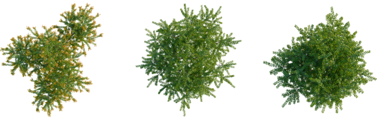 Berberis darwinii tree plan, top view, cutout, transparent background, isolate, Beautiful flowering tree with lush green leaves and bright yellow blooms