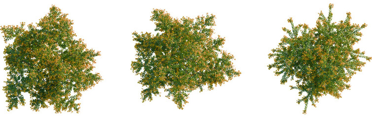 Berberis darwinii tree plan, top view, cutout, transparent background, isolate, Autumn tree foliage overhead offers vibrant natural beauty element © Peter Hai
