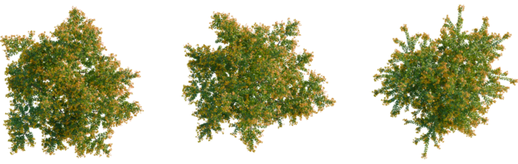 Berberis darwinii tree plan, top view, cutout, transparent background, isolate, Autumn tree foliage overhead offers vibrant natural beauty element