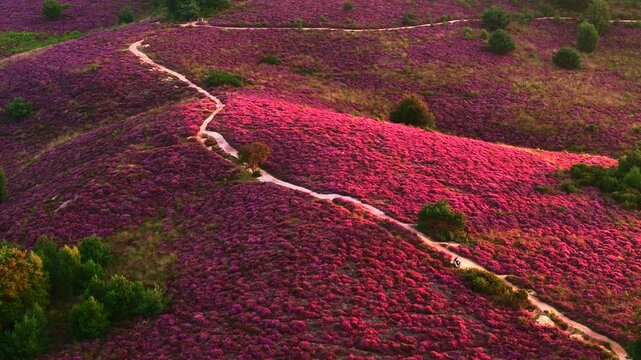 Heather in Bloom, Posbank National park Veluwe, Purple Pink Blooming heater in Posbank Rheden, Netherlands. Aerial Shot.