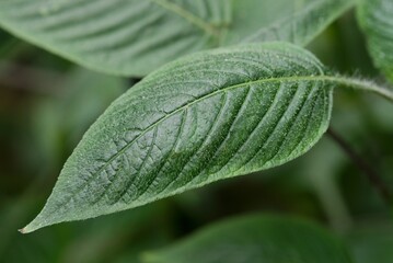 Plant list 2025 - Pilea mollis (Moon valley pilea)