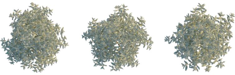 Olearia macrodonta tree plan, top view, cutout, transparent background, isolate, Stunning flowering tree, top view, ideal for landscaping and garden design