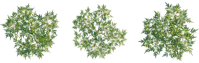 Paeonia delavayi tree plan, top view, cutout, transparent background, isolate, Overhead view of lush green tree with light yellow flowers, serene nature