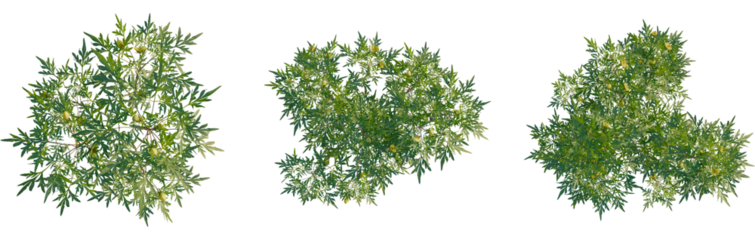 Paeonia delavayi tree plan, top view, cutout, transparent background, isolate, Green leafy plant with flower buds overhead for landscape design work