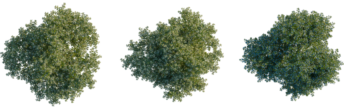 Myrtus communis tree plan, top view, cutout, transparent background, isolate, Abundant small white flowers bloom across a lush green tree canopy
