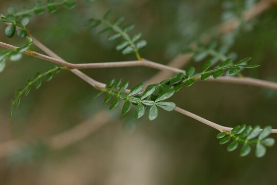 Plant list 2025 - Operculicarya decaryi (Elephant tree)