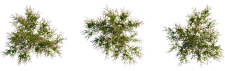 Tamarix ramosissima tree plan, top view, cutout, transparent background, isolate, Aerial view of a stunning pink flowering tree for landscaping designs