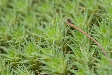 Plant list 2025 - Deuterocohnia brevifolia (Mat-Forming Bromeliad)