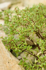 Plant list 2025 - Pilea sumideroensis (Cuban Pilea)