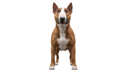 Adorable brown and white Bull Terrier dog PNG isolated, purebred pet standing on transparent background