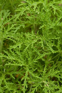 Plant list 2025 - Pelargonium x citrosum Voigt ex Bremer (Citronella geranium)