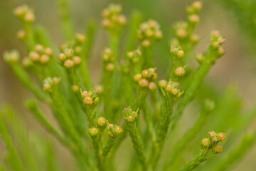 Plant list 2025 - Berzelia lanuginosa (Button bush)