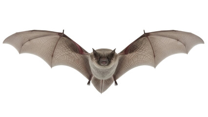 Detailed brown bat with wings spread isolated PNG, nocturnal animal for Halloween and wildlife projects on transparent background