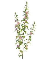 Lavatera clementii tree, front view, cutout, transparent background, isolate, Elegant pink hollyhock blooms in transparent cutout for designers use © Peter Hai