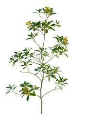 Rhododendron luteum tree, front view, cutout, transparent background, isolate, Delicate yellow blossoms on a young tree branch, perfect for spring designs