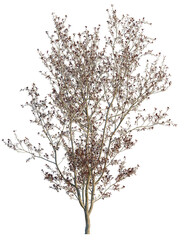 Naklejka premium Prunus x cistena tree, front view, cutout, transparent background, isolate, Delicate flowering tree ready for spring design projects and illustrations