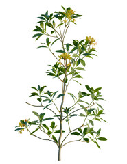 Rhododendron luteum tree, front view, cutout, transparent background, isolate, Delicate yellow rhododendron shrub with vibrant green leaves blooming