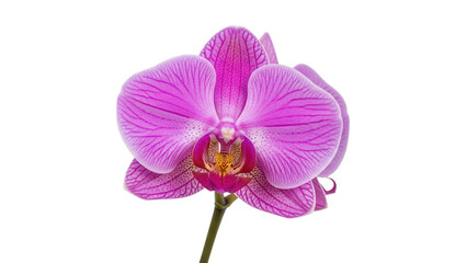 Striking pink orchid flower isolated PNG, vibrant blossom with intricate details on transparent background for botanical designs