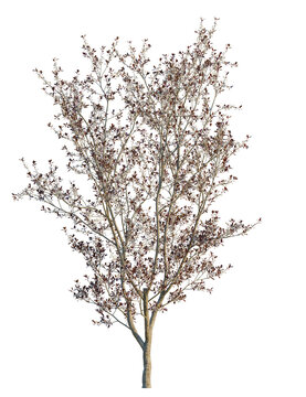 Prunus x cistena tree, front view, cutout, transparent background, isolate, Stunning plum tree blooms herald spring's arrival, a vibrant nature accent