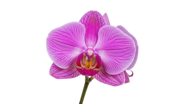 Striking pink orchid flower isolated PNG, vibrant blossom with intricate details on transparent background for botanical designs