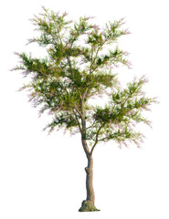 Fototapeta premium Tamarix ramosissima tree, front view, cutout, transparent background, isolate, Elegant tree blossoms with gentle purple flowers, ready for spring time