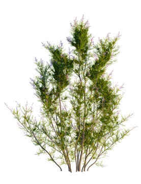 Tamarix ramosissima tree, front view, cutout, transparent background, isolate, Beautiful ornamental shrub with vibrant green leaves and purple flowers