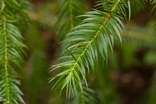Plant list 2025 - Cunninghamia lanceolata var. konishii (Konishii China-fir)