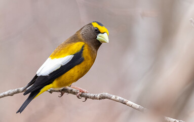 Male evening grosbeak