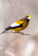 Male evening grosbeak