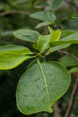 Plant list 2025 - Ehretia dicksonii (Dicksons tree)
