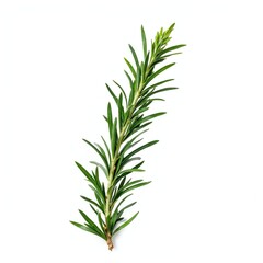 Fototapeta premium Fresh Rosemary Sprig Isolated on White Background 