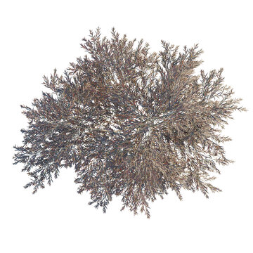 Agonis flexuosa burgundy tree plan, top view, cutout, transparent, cutout, isolate, Unique top-down view of a deciduous tree against a contrasting black sky