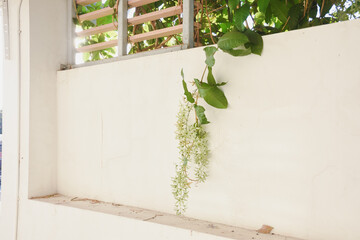 Purple flowers on a natural background (Petria Volubilis)