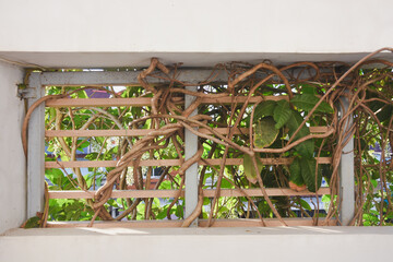 Vines and dead branches clinging to a wooden trellis.