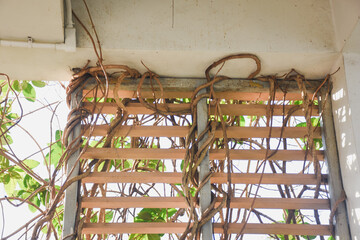 Vines and dead branches clinging to a wooden trellis.