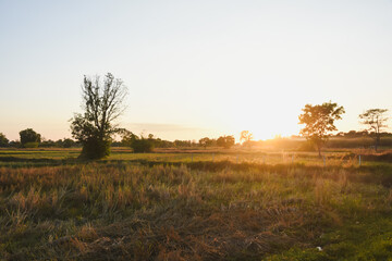 Obraz premium Wide shot of field with trees at sunset.