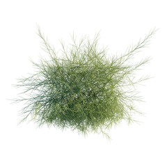 Casuarina glauca tree plan, top view, cutout, transparent, cutout, isolate, Delicate green shrub on black backdrop for ecological themes and designs