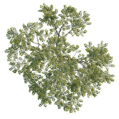 Celtis australis tree plan, top view, cutout, transparent, cutout, isolate, Lush tree canopy top view against black sky, perfect for design projects