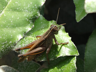 Lamenting grasshopper (Eyprepocnemis plorans) hiding between oleaster leaves