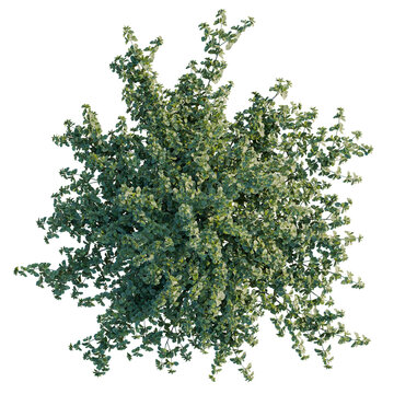 Correa alba tree plan, top view, cutout, transparent, cutout, isolate, Elegant silver dollar eucalyptus tree adding lush greenery to landscape plan