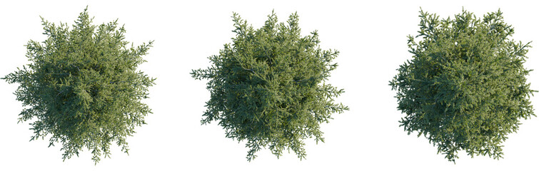 Picea abies tree plan, top view, cutout, transparent, cutout, isolate, Three detailed top view...