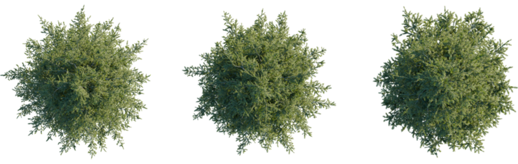 Picea abies tree plan, top view, cutout, transparent, cutout, isolate, Three detailed top view green trees isolated on black background for design